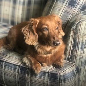 Meet your Posher, Shelly